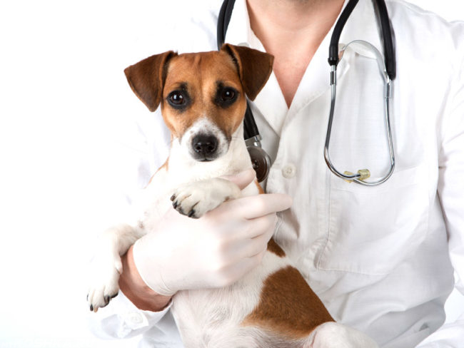 Собака на руках ветеринара