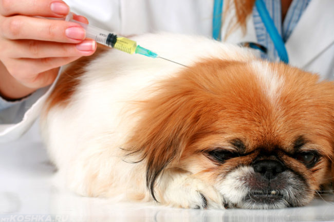 Вакцинация собаки на ветеринарном столе