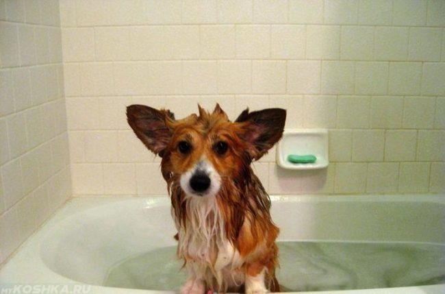 Собака стоящая задними лапами в ванне