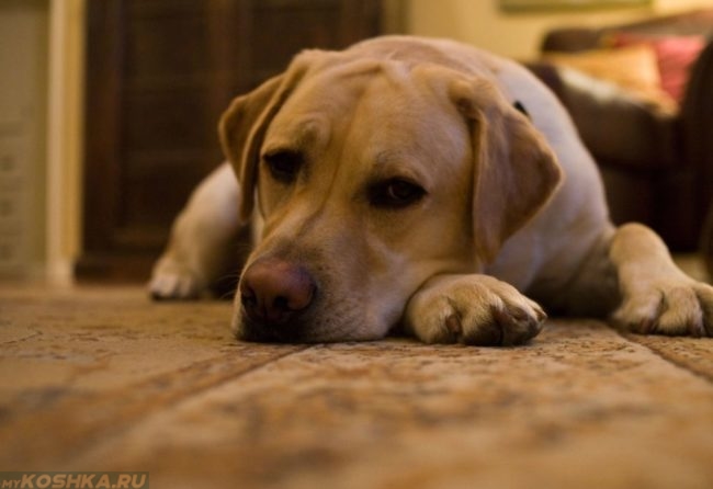 Вялая собака лежащая на полу
