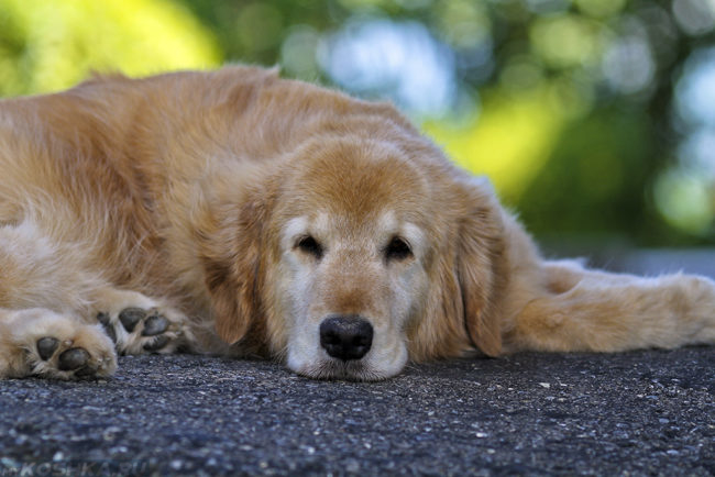 Вялая собака лежащая на асфальте