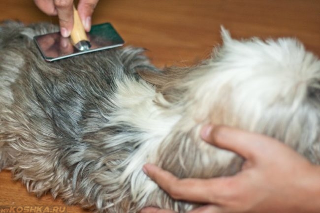 Вычёсывание собаки щёткой