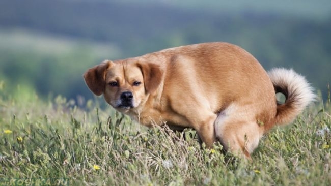 Запор у собаки на зелёной траве