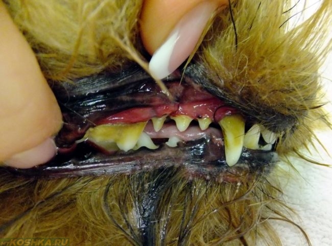 Жёлтые зубы у собаки и рука