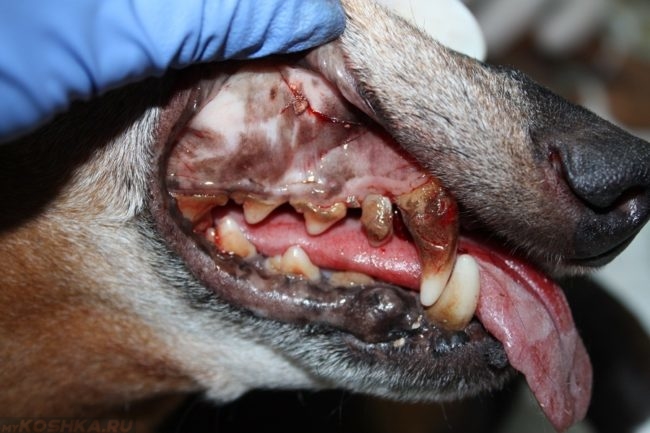 Зубной камень у собаки с высунутым языком