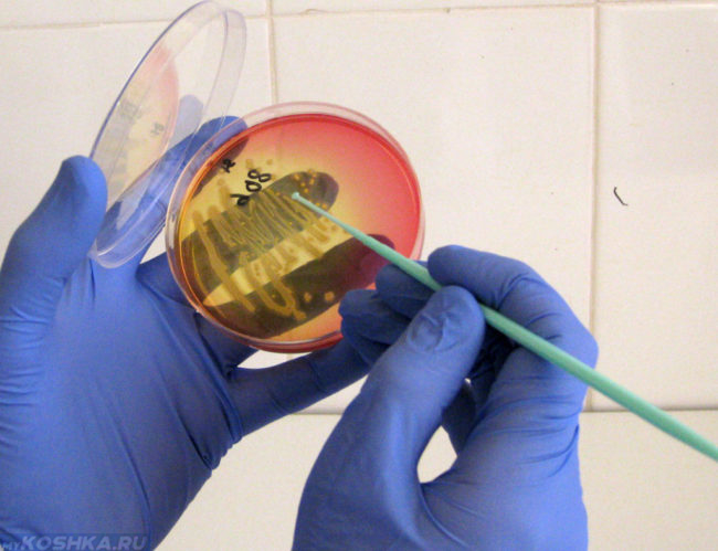 Бактериологический анализ мочи в лаборатории