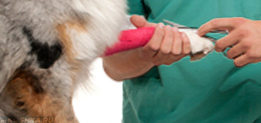 Врач берёт на анализ крове из вены у собаки