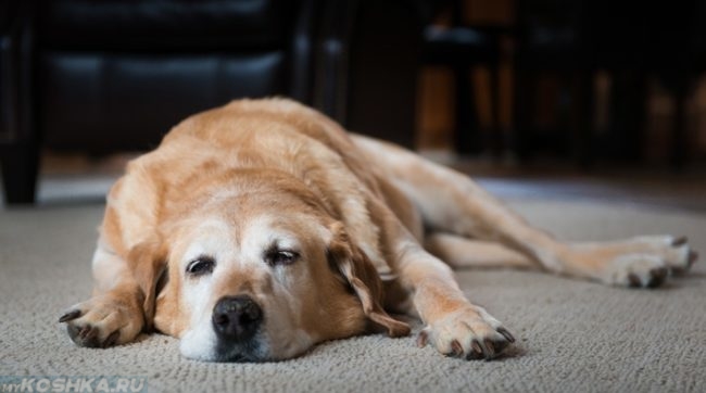 Апатичная собака лежащая на полу