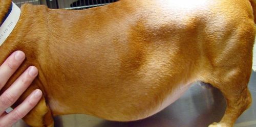 Асцит у собаки светло коричневого окраса