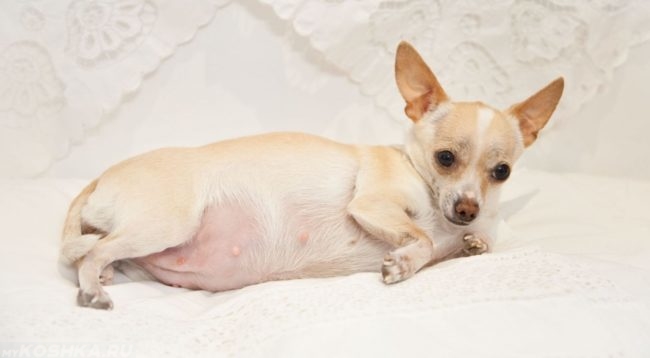 Мастопатия у беременной собаки маленькая порода