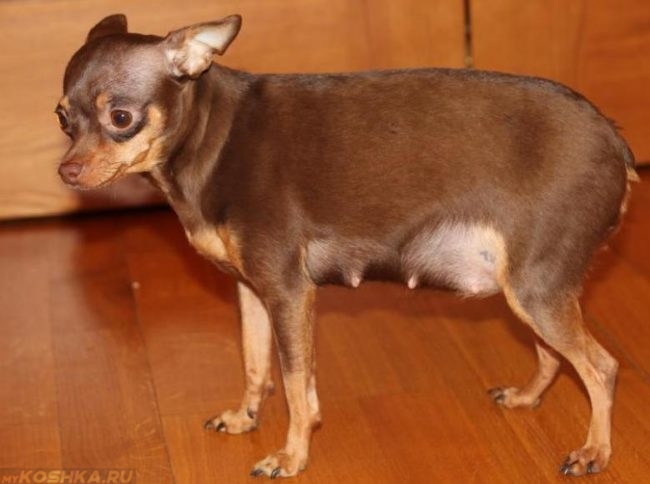 Беременная собака коричневого окраса готовится к родам