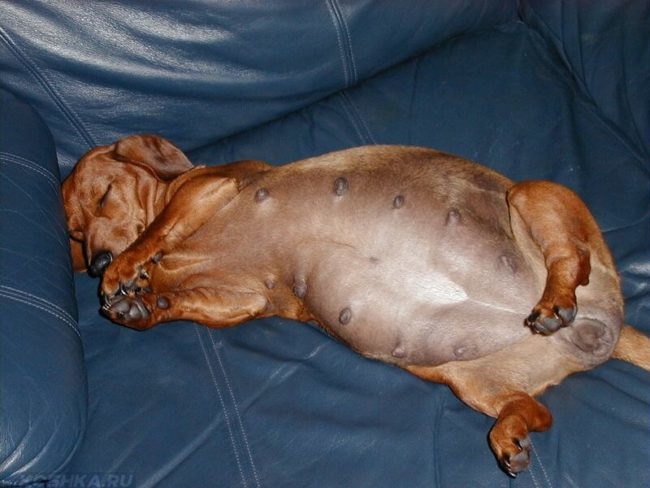 Беременная собака на синем диване