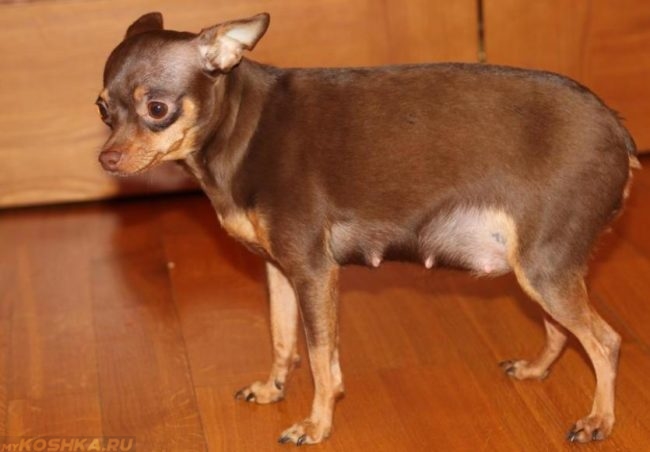 Беременная собака коричневого окраса