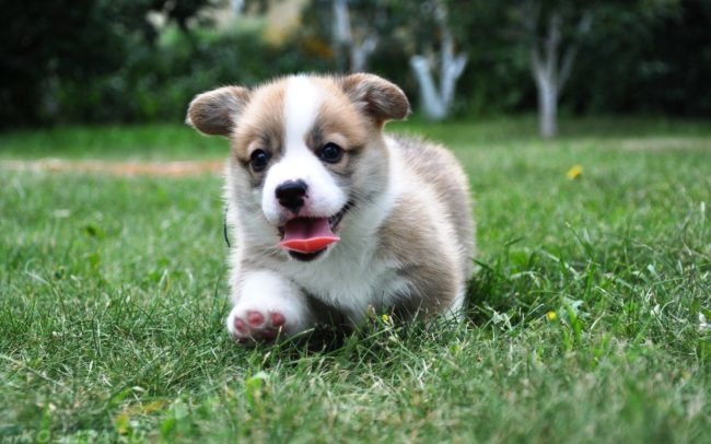 Бегущий щенок по зелёной траве