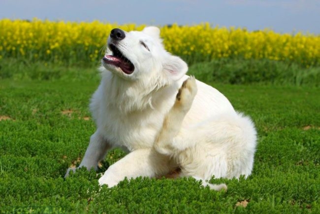 Белая собака поднявшая заднюю лапу к уху
