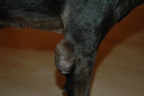 Бурсит локтевого сустава у собаки чёрного окраса