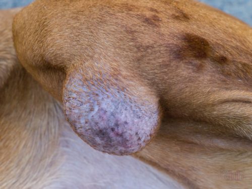 Покрасневший бурсит локтевого сустава у собаки