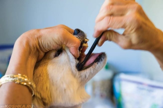 Чистка зубов собаке на голубом фоне