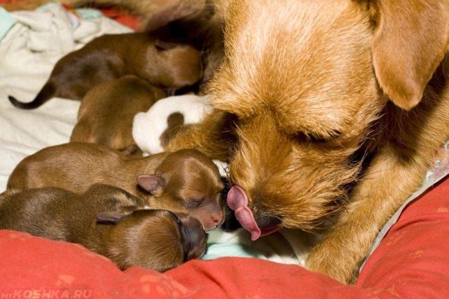 Собака обнюхивает родившихся щенков