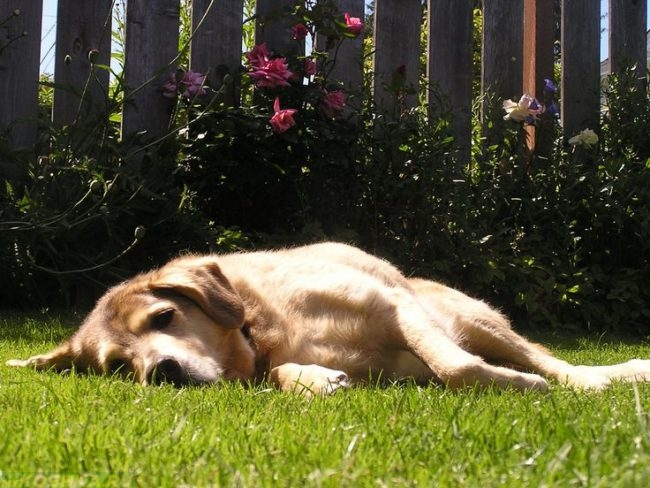 Собака лежащая на зелёной траве