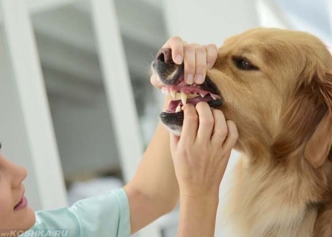 Просмотр дёсен у собаки ветеринарным врачом