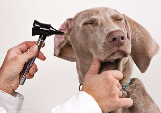 Диагностика уха у собаки в ветеринарной клинике 