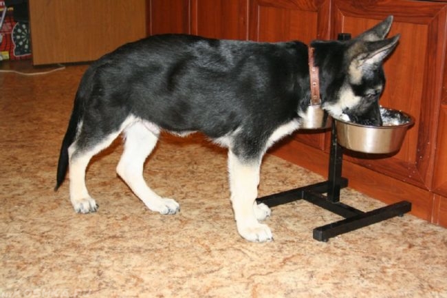 Собака породы восточноевропейская овчарка и миска с едой
