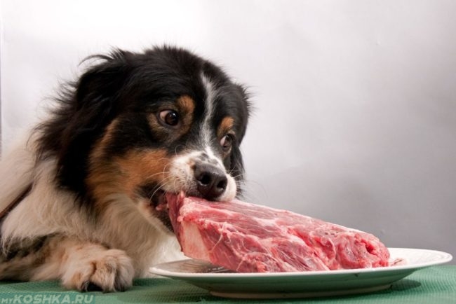 Собака и кусок красного мяса на тарелке