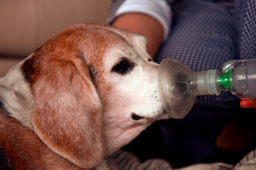 Собака и ингалятор при астме