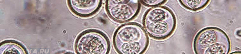 Кокцидиоз у собак под микроскопом