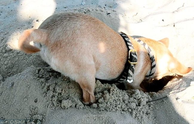 Собака копающая яму в песке