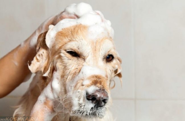 Намыливание собаки шампунем