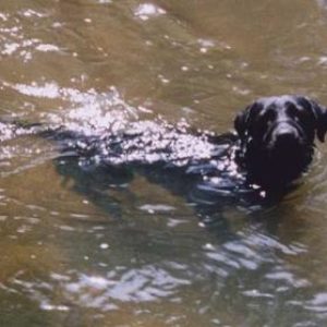 Лабрадор купается в жару в пруду