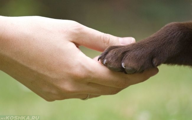 Лапа собаки в руке человека