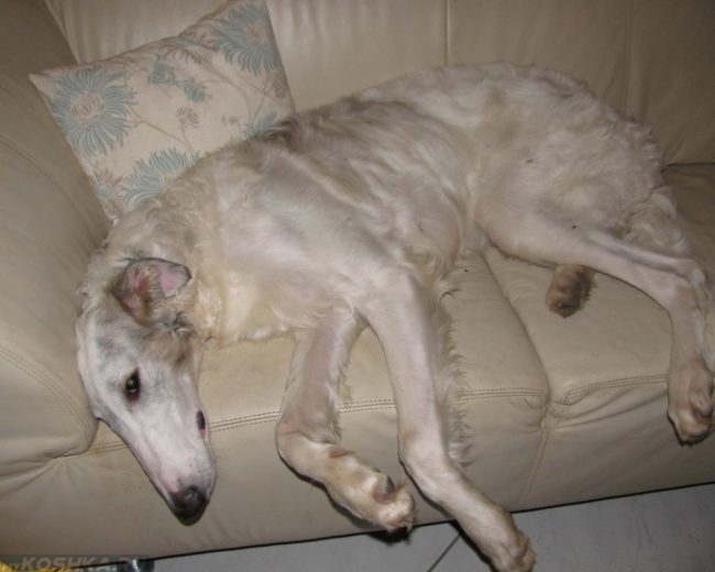 Собака лежащая на диване