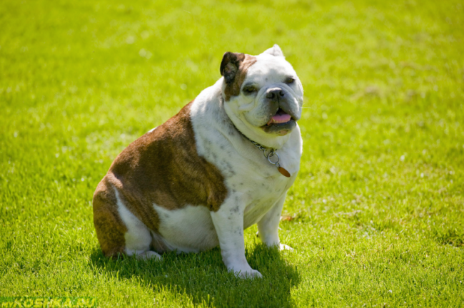 Собака с лишним весом на траве