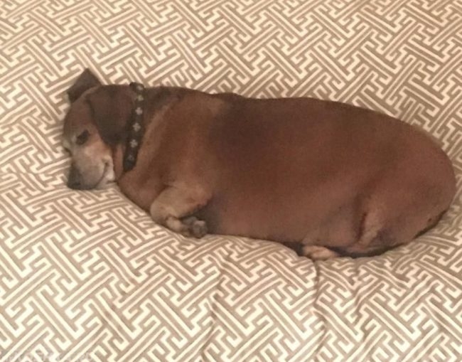 Лишний вес у собаки лежащей на кровати