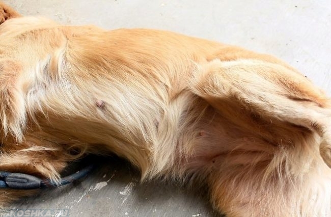 Собака лежащая на боку на полу