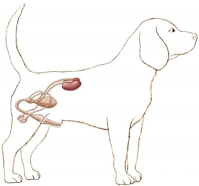 Мочеполовая система собаки в виде рисунка