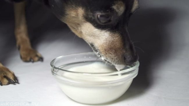 Собака пьющая молоко из миски