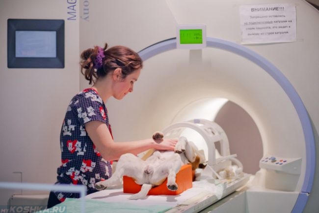 Магнитно резонансная томография собаки