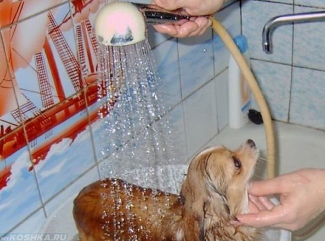 Обливание собаки тёплой водой