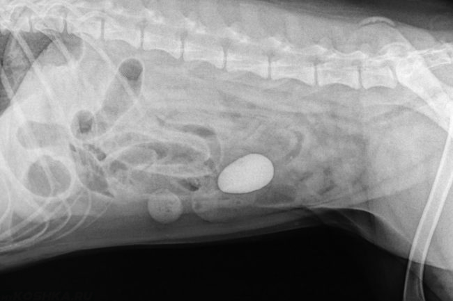Снимок непроходимости кишечника у собаки