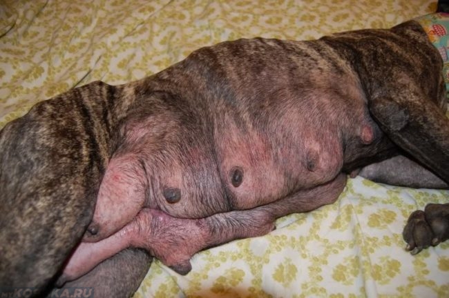 Мастопатия у собаки лежащей на одеяле