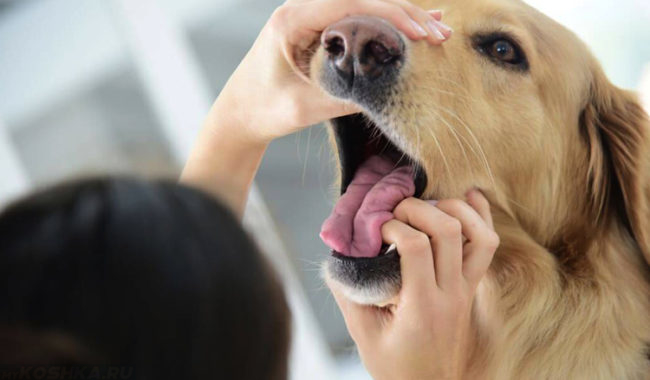 Осмотр пасти собаки в ветеринарной клинике