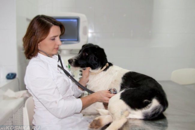 Осмотр собаки в ветеринарной клинике