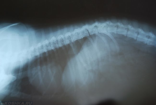Рентгеновский снимок остеохондроза собаки