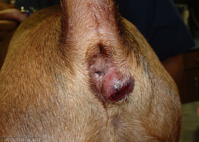 Абсцесс параанальной железы у собаки в приближенном виде