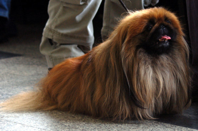 Собака породы пекинес с высунутым языком