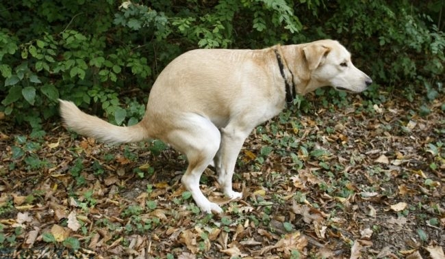 Понос у собаки на траве возле кустов